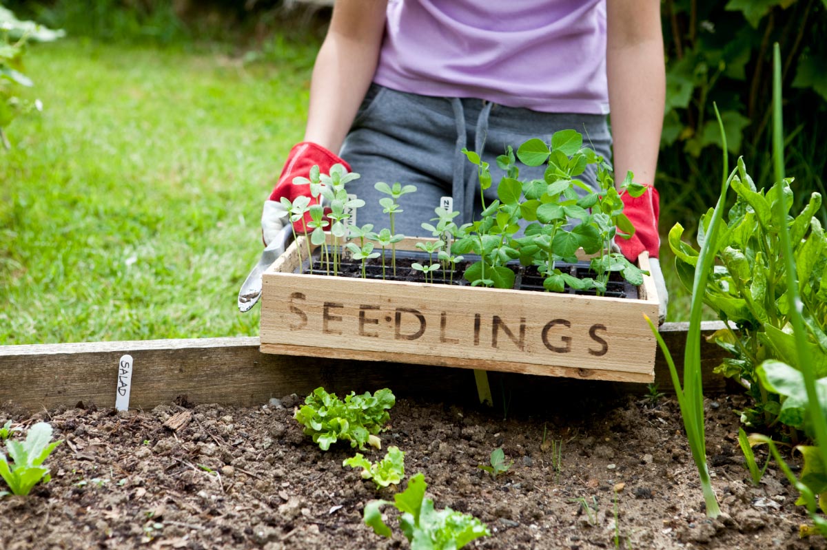 New to homesteading? Here’s a quick starter’s guide