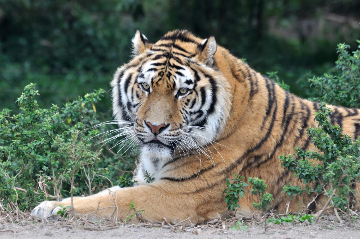 OOPS: Man eaten alive at zoo after trying to sneak in through tigers’ pen