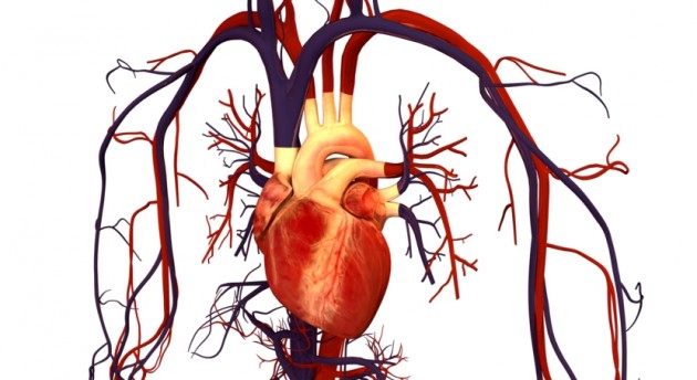 Full-sized, beating human hearts grown from stem cells by scientists