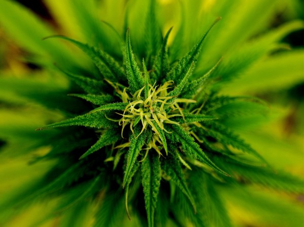 Grow medicine at home: invest in your very own marijuana plant