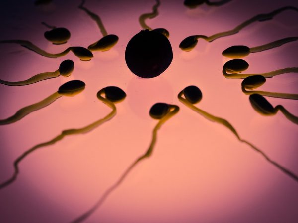 NASA starts space study to see if sperm can still function in weightless environments