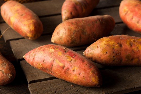 Off grid living: Grow 25 pounds of sweet potatoes in a bucket