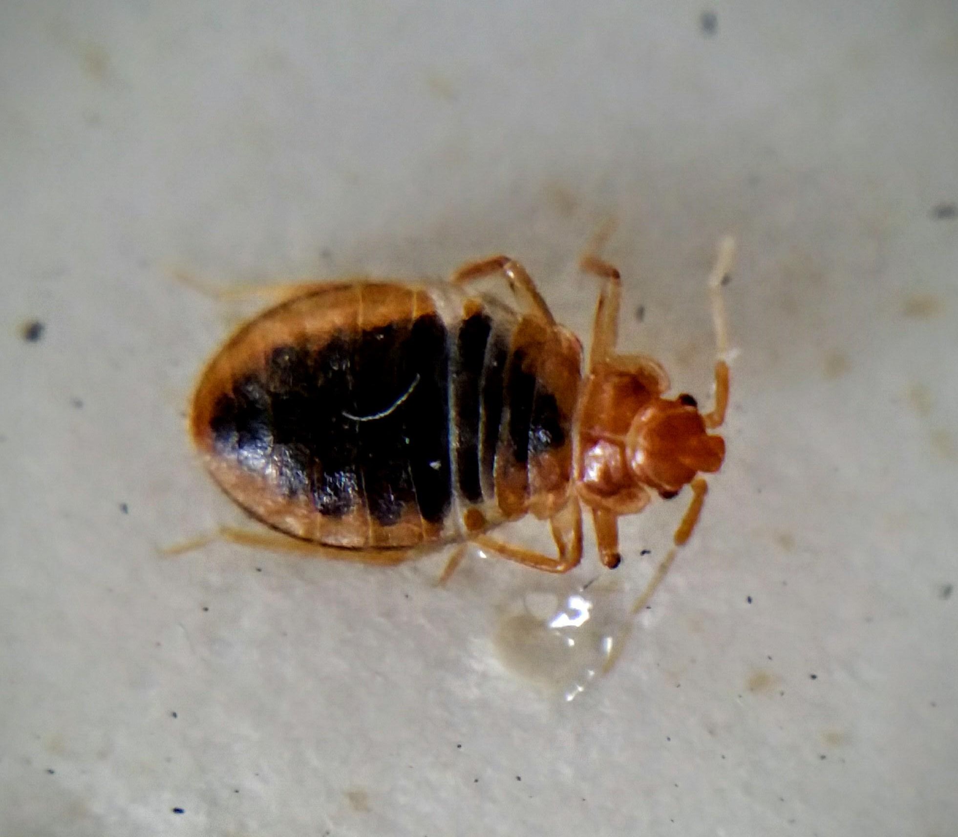 Autopsy finds woman died from complications from a bed bug infestation
