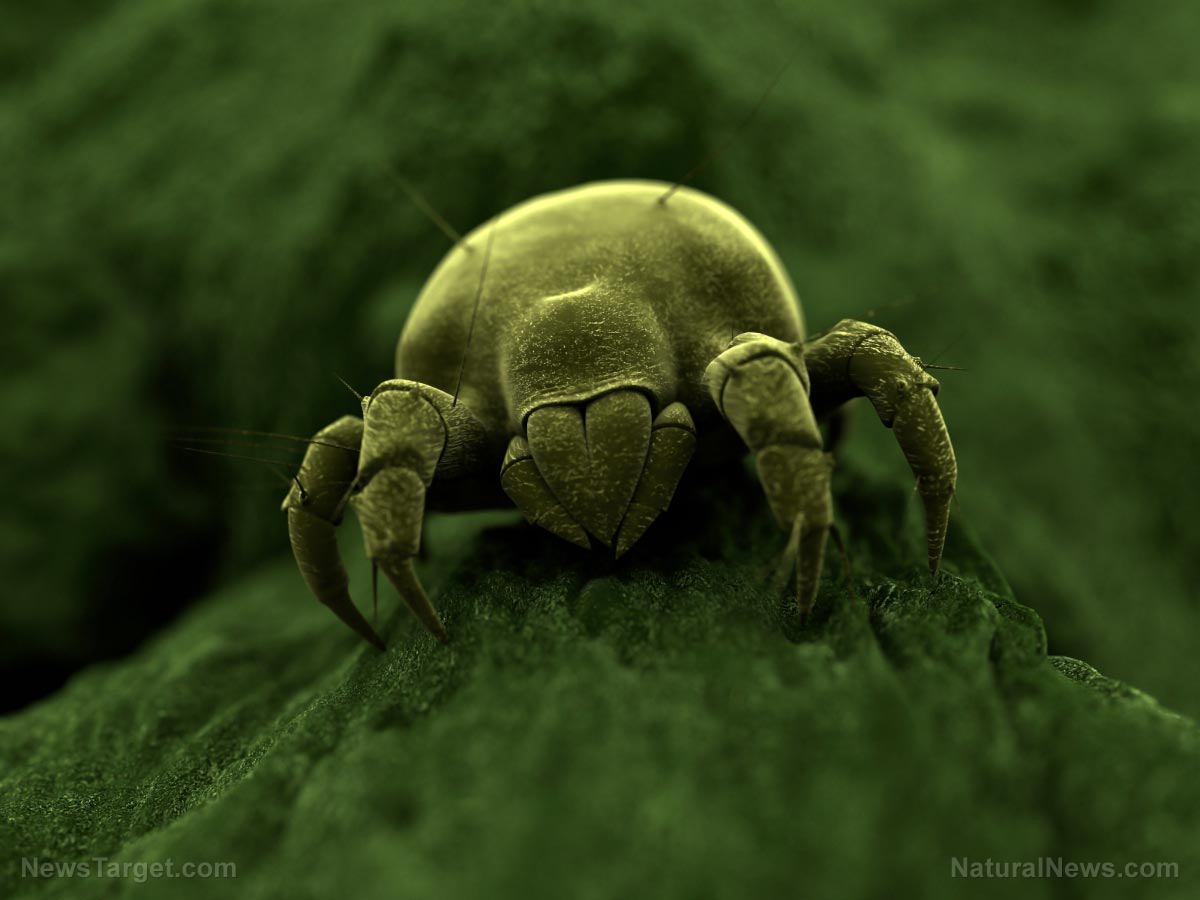 CREEPY: Are you sleeping with millions of dead dust mites?