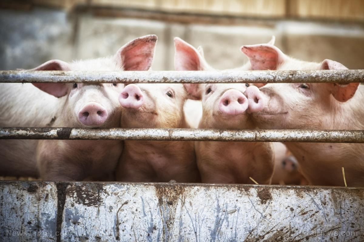 Smithfield Foods to sell pig parts for human skin and organ transplants