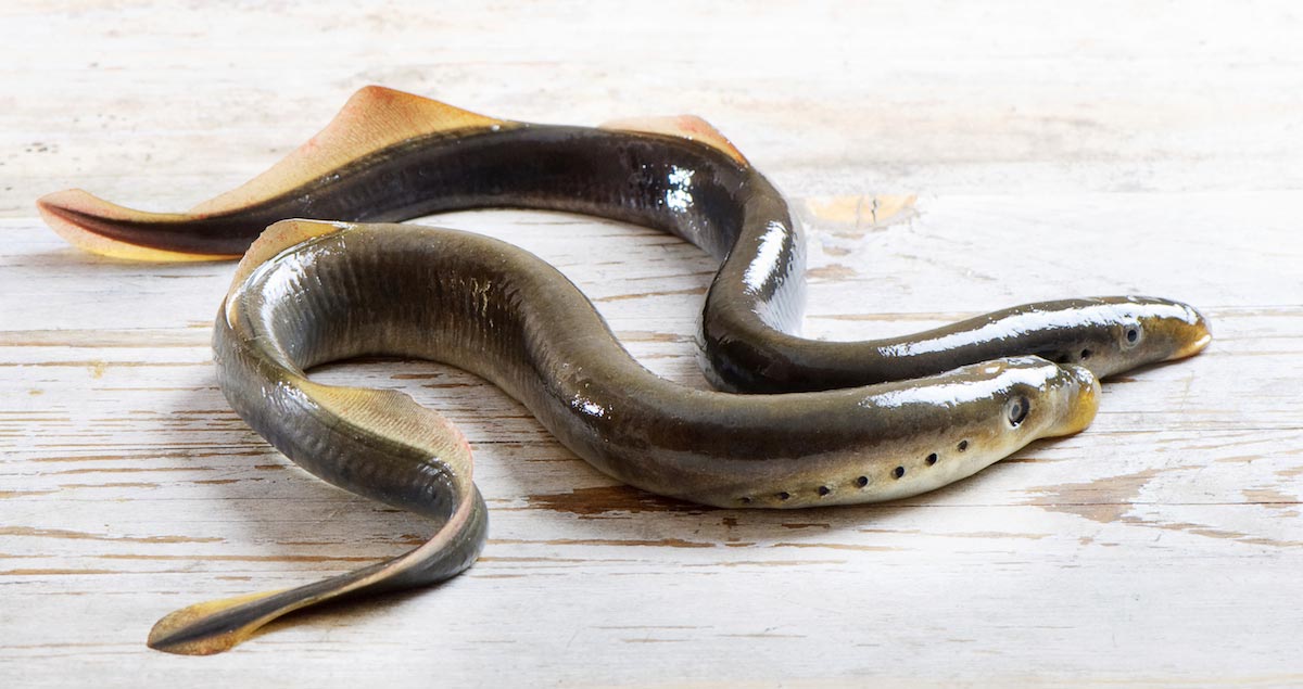 SHOCKING: Chinese man has emergency surgery to remove a live eel from his intestines