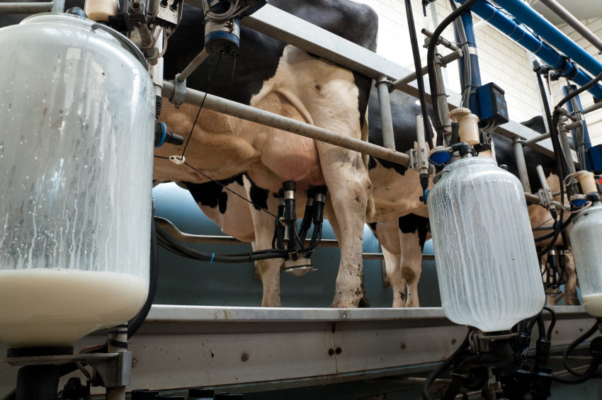 Dirty dairy industry launches propaganda war on clean food (video)