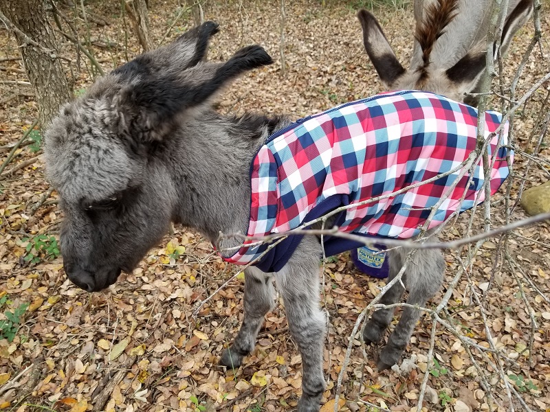 How to protect a newborn baby donkey in freezing weather (PHOTOS)