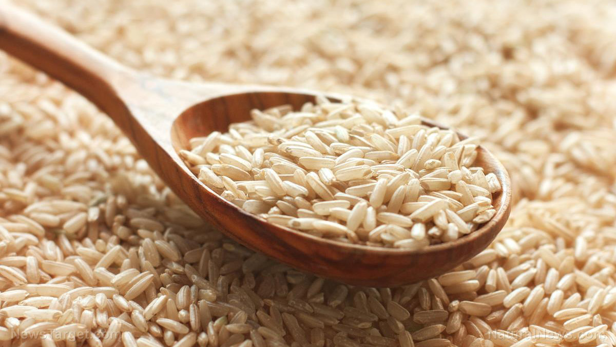 Human genes engineered into GMO rice are being grown in Kansas