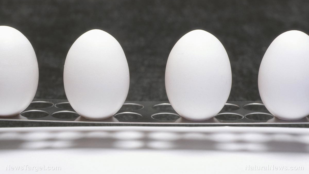 DISCOVERY: Egg whites the “missing link” for low-cost production of clean hydrogen fuel