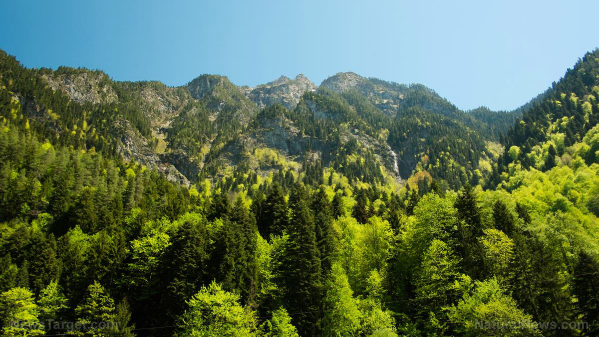 The latest left-wing ecological insanity: Clear-cutting forests to burn the trees for “green” energy