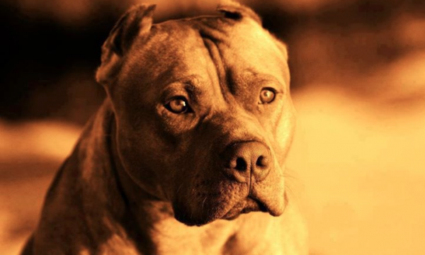 Genocide against DOGS as Kentucky neighborhood bans German Shepherds, Danes, Dobermans …