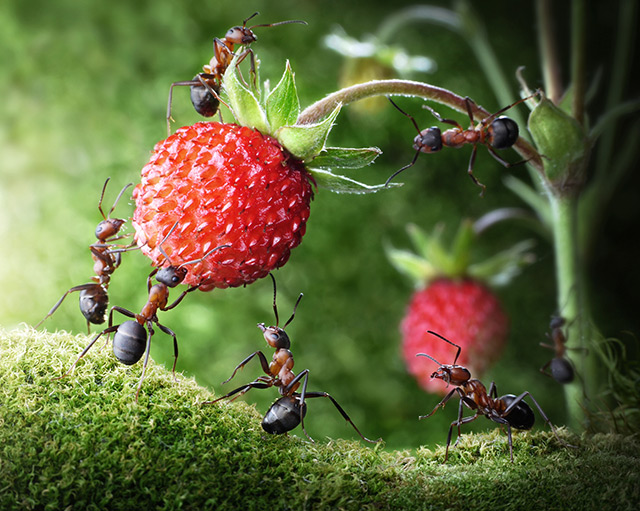 Mathematical model shows how ants behave when faced with an obstacle