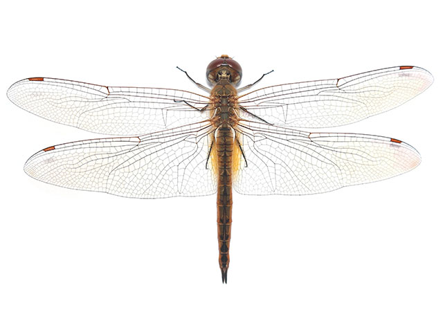 Future aerogels inspired by the wings of a dragonfly