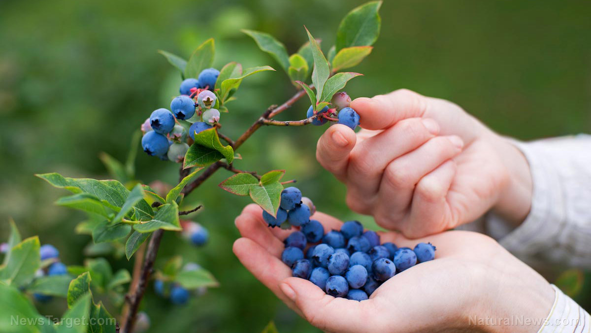 Foraging wild edibles a growing trend – can it also help fight hunger?