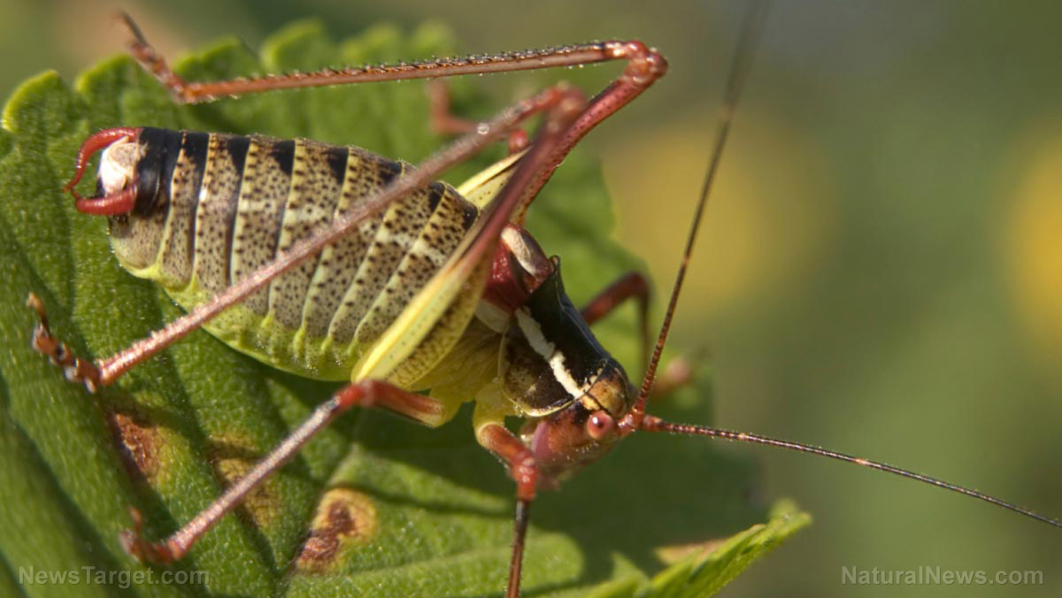 Reconsidering your attitude: Surviving on an insect-based diet when SHTF