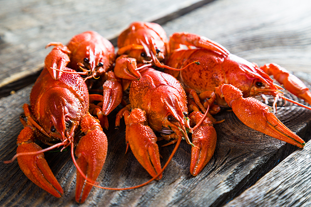 Why every prepper should care about the crayfish