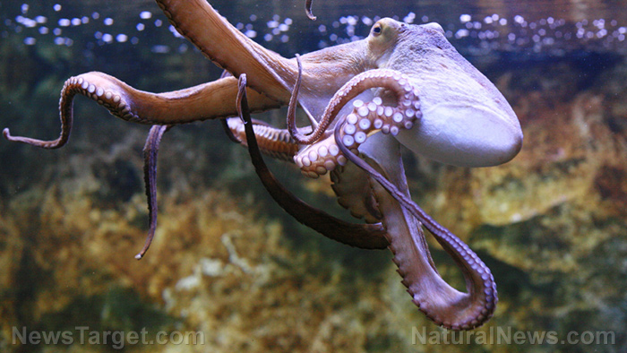 Cool tech: Engineers have invented a programmable, stretchable skin inspired by octopus camouflage
