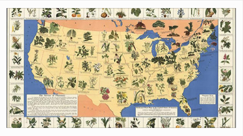 What grows where? A medicinal plant map for your survival kit