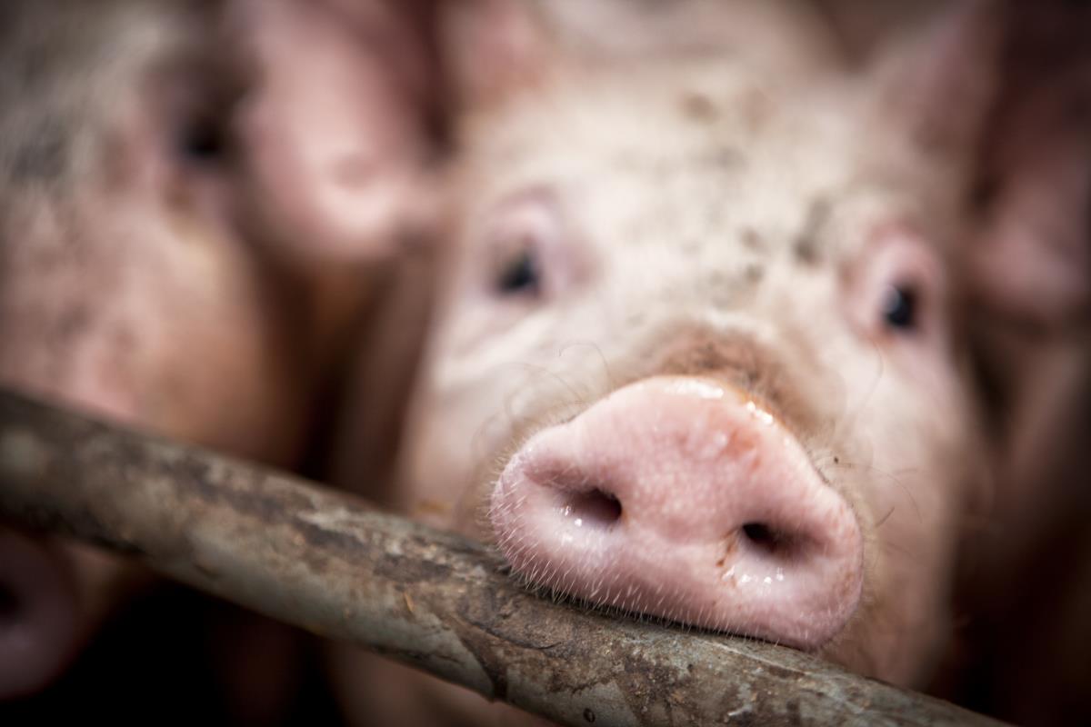 EVIL MEDICINE: Med school uses live pigs for medical training, completely disregarding ethics or suffering (this is how they treat humans, too)