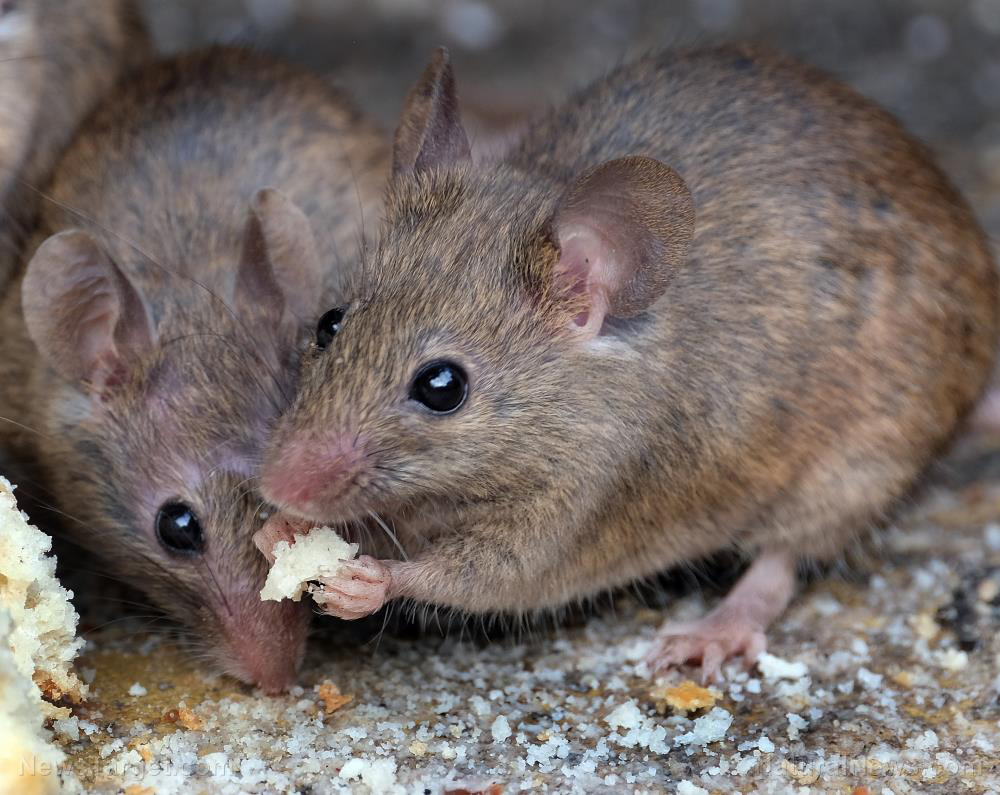 Rat burger: Why you may need to eat rodents for survival