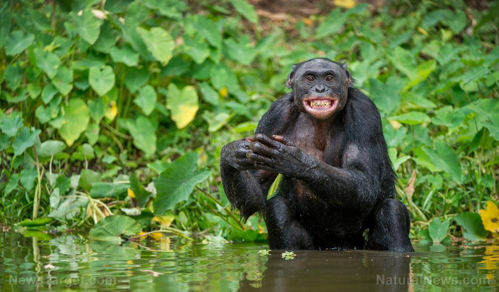 Scientists say chimpanzees use language that follows rules similar to ours