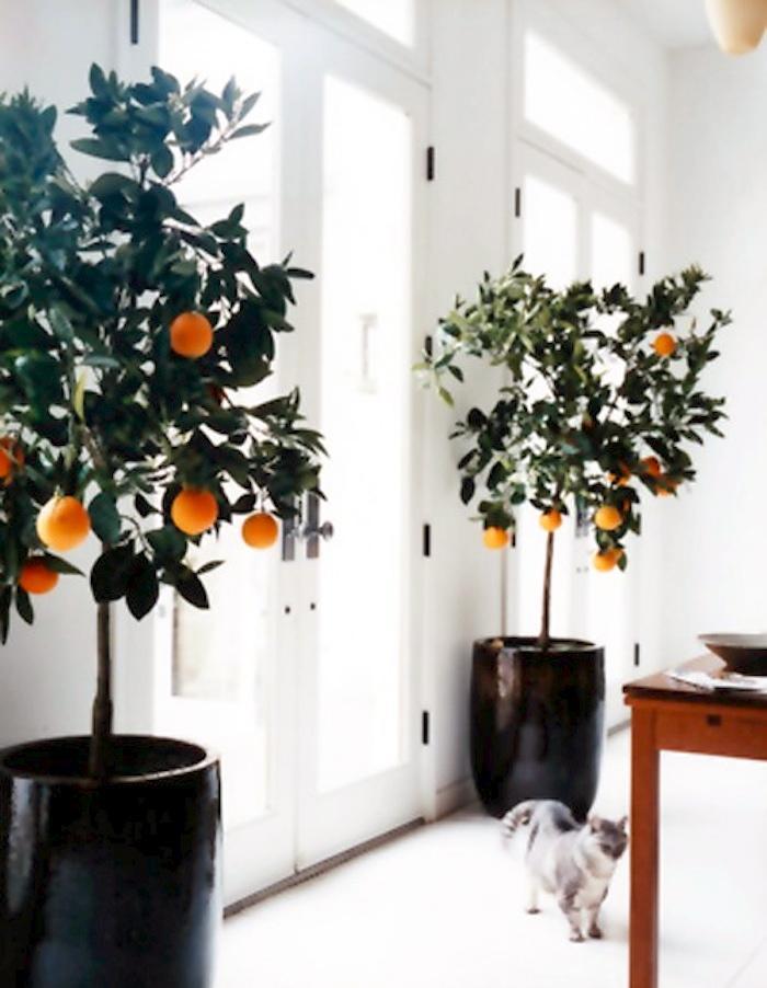 6 sweet, delicious fruits you can grow indoors all year long