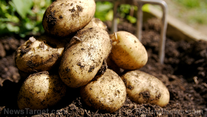 Former Mosanto bioengineer comes clean, says GMO potatoes absorb MORE toxins – including those that aren’t even in regular potatoes