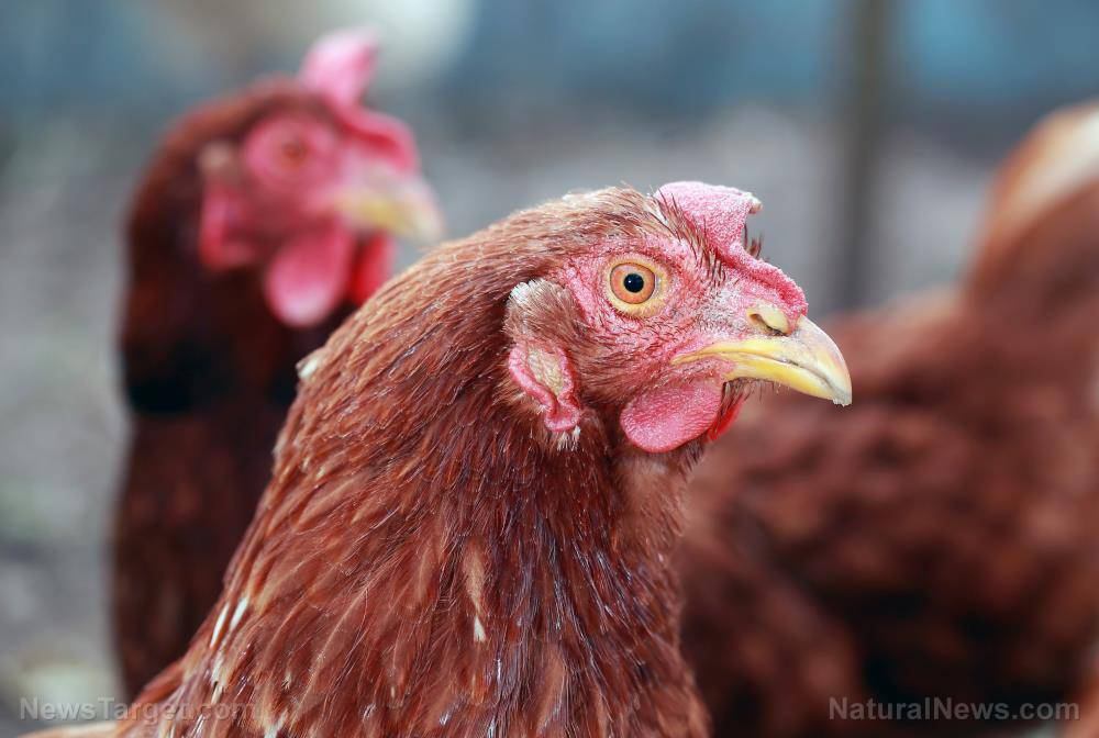 The 10 best egg-laying chickens for a prepper’s homestead