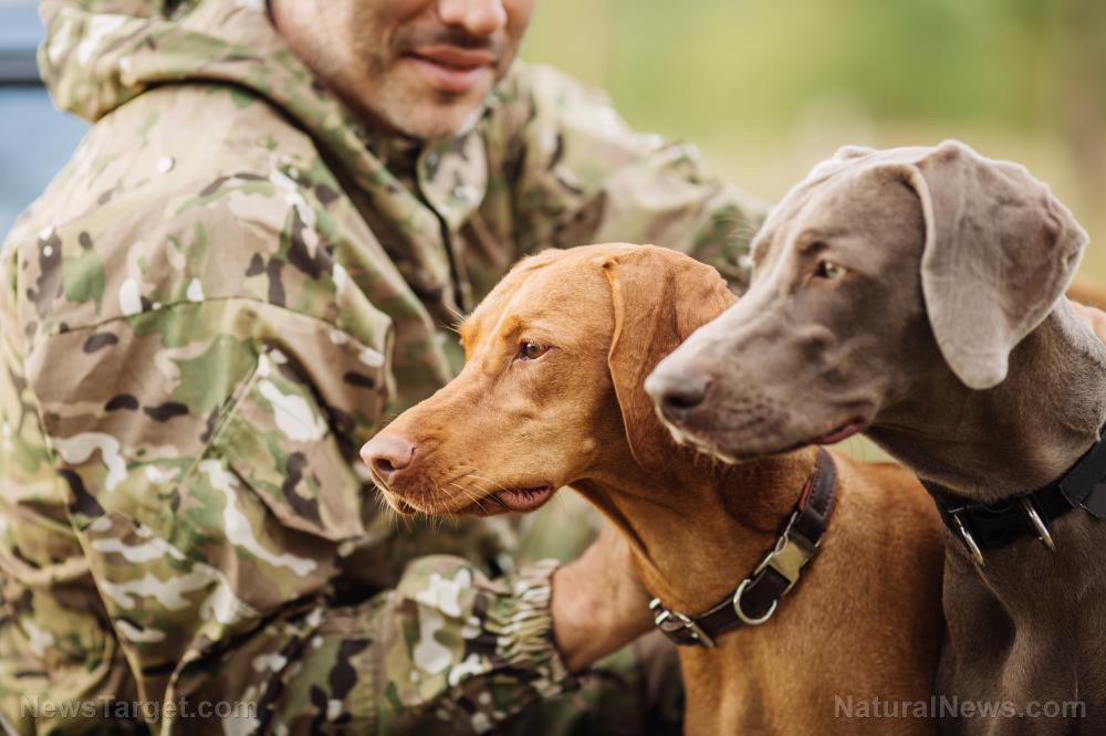Outfitting your dog for a literal dog-eat-dog post-SHTF world