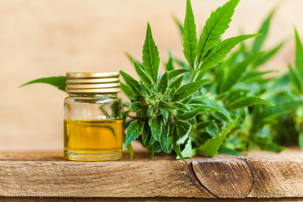 Should you rely on cannabidiol (CBD) oil for pain relief when SHTF?