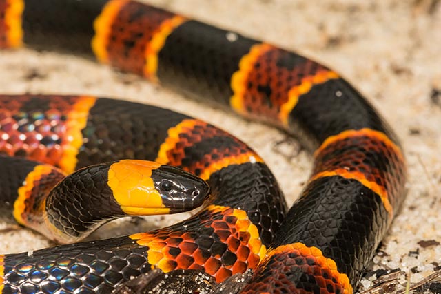 Bitten by a snake? Here’s what you should do
