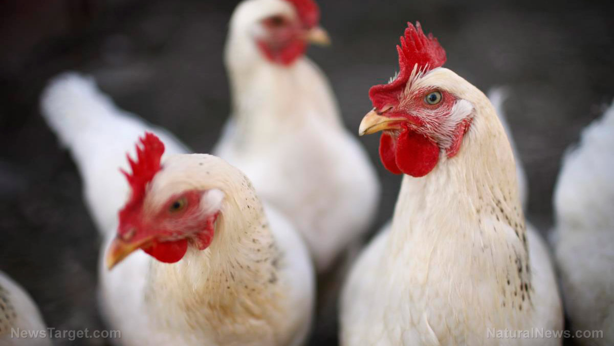 Guidelines for raising poultry in the mountains