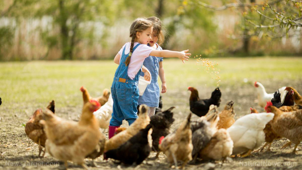 10 Reasons preppers need chickens in their homestead