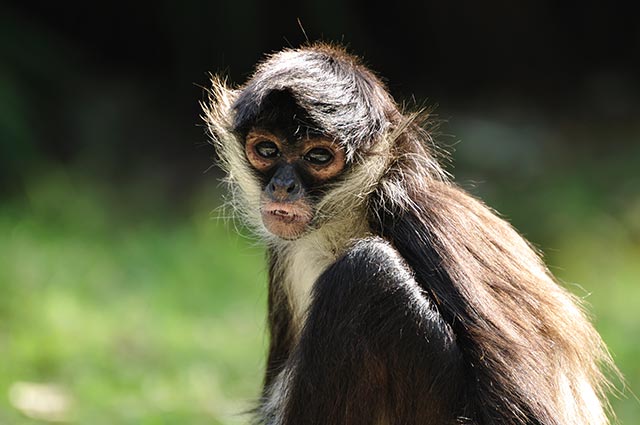 Desperate scientists inject monkeys with coronavirus to create vaccine