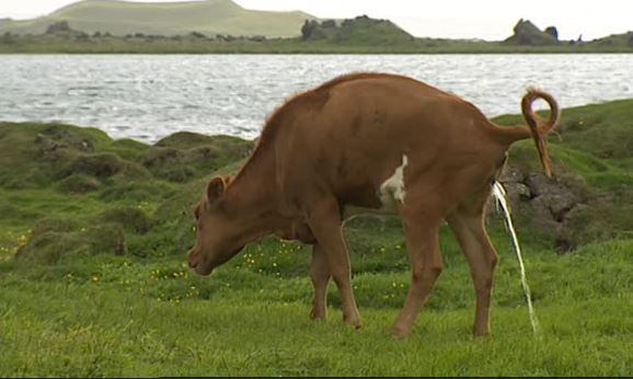 India says COW URINE could cure coronavirus… the hard part is gulping it without getting kicked