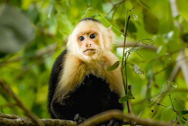 Monkeys use tools, too: Capuchins have been using tools for 3,000 years
