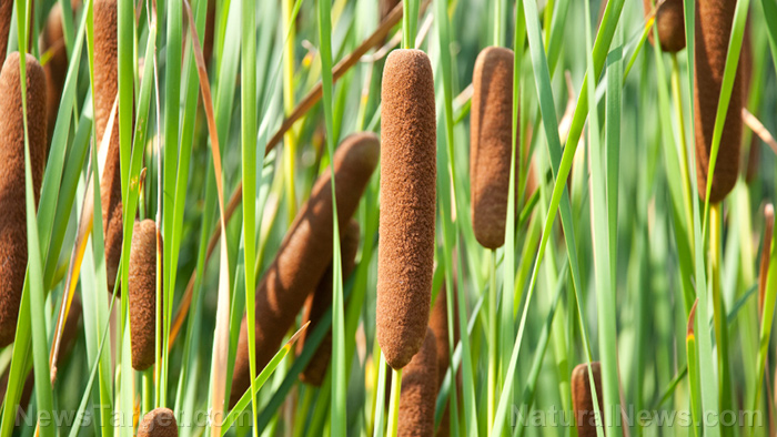 Cattails are a utilitarian survival food not everyone knows about