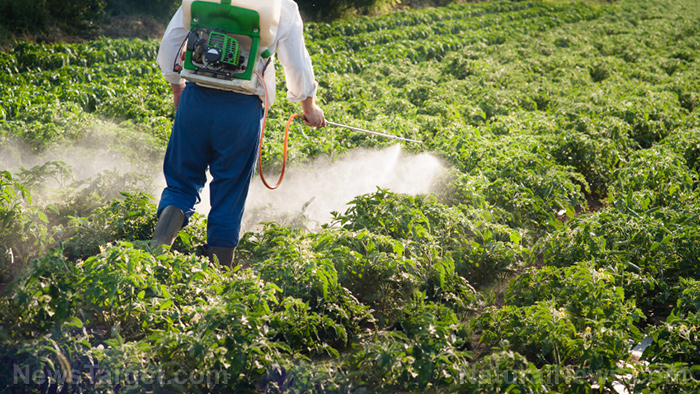 Endocrine-disrupting agrochemicals are leading to a human extinction event