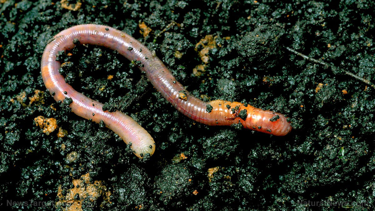 Jumping worms are wreaking havoc in 15 US states