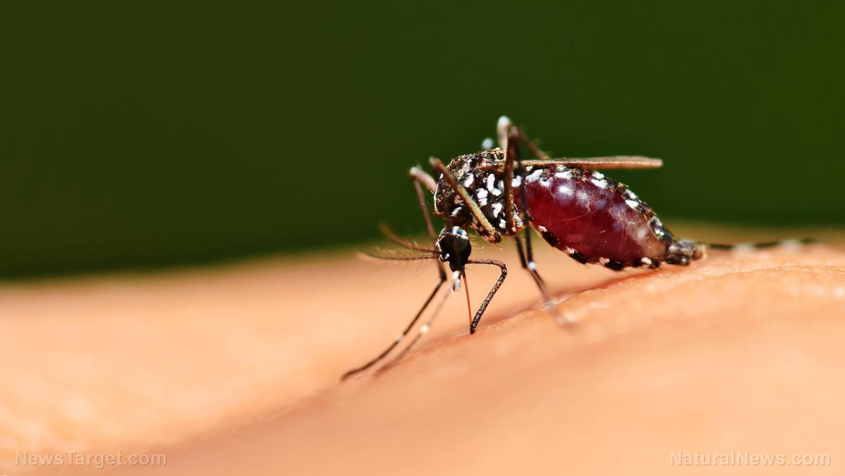 ‘Halt this nightmare’: Alarm as Florida set to begin release of genetically engineered mosquitoes