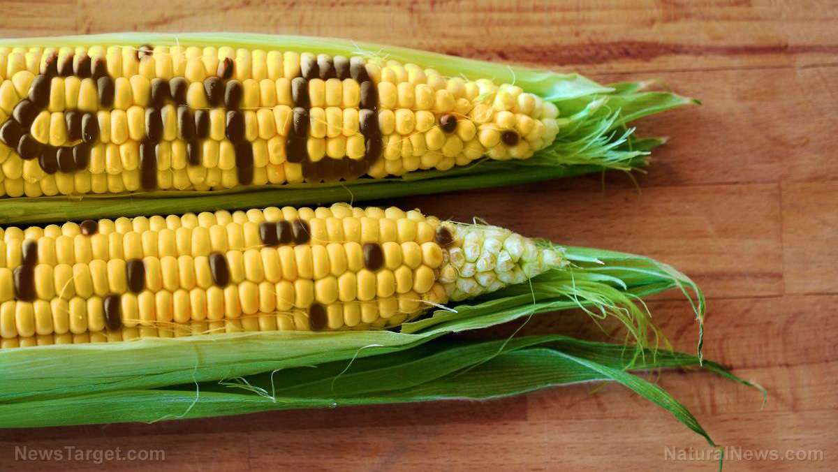 Mexico phasing out all imports of toxic GMO corn from the US