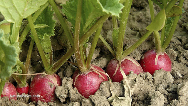 Home gardening tips: 17 Veggies you can grow in buckets
