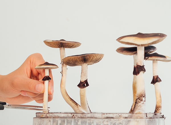 Compound in magic mushrooms found to work magic on depression symptoms