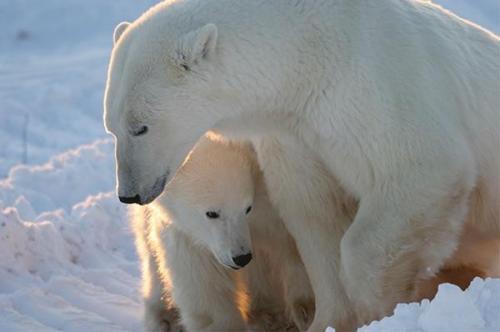 Canadian zoologist: Polar bear population is flourishing