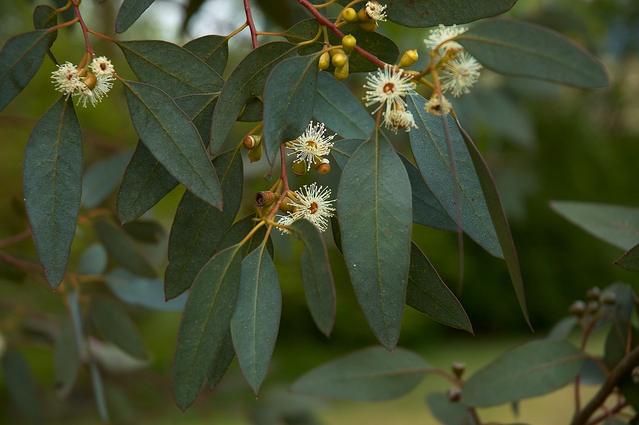Top 5 ways you can use Eucalyptus to treat diseases: chicken pox, influenza, and more