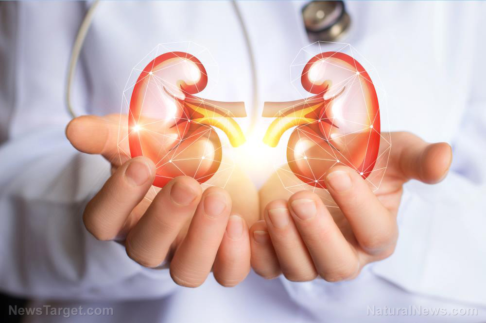 NAC found to protect kidneys against VENOM damage (no wonder FDA wants to ban it)