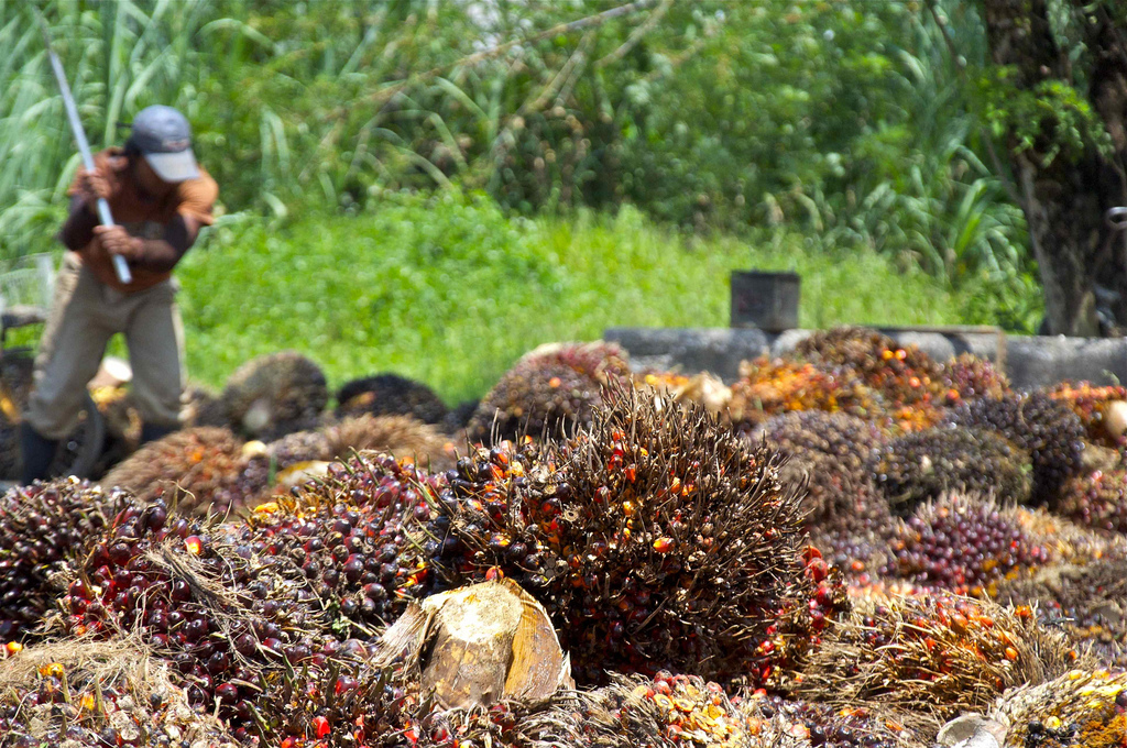 Indonesia bans edible oil exports (i.e., palm oil), sparking global “mayhem”