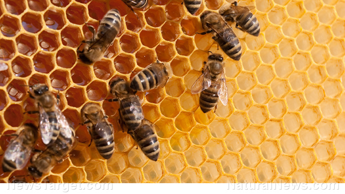Bee aware: About 75% of the world’s food crops rely on bees and other pollinators