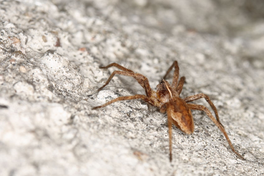 Could venom from an Irish spider be the cure to many diseases?